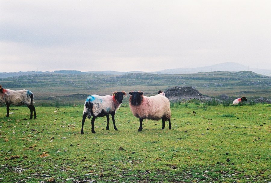 Some curious sheep in Connemara, Ieland