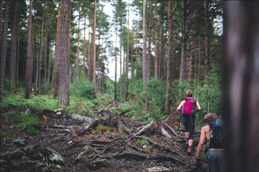 Two hikers walking through a forest